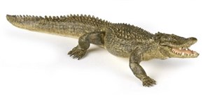 Bild von Aligator