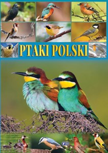 Obrazek Ptaki polski