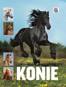 Obrazek Konie