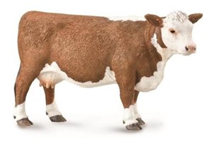 Bild von Krowa rasy Hereford