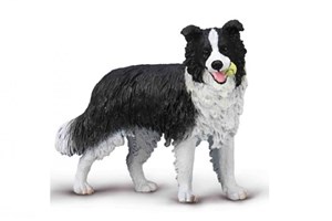 Obrazek Border Collie