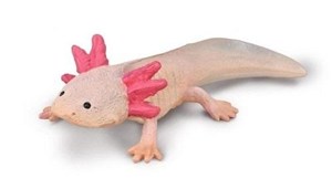 Obrazek Axolotl