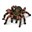 Bild von Tarantula SLH14829