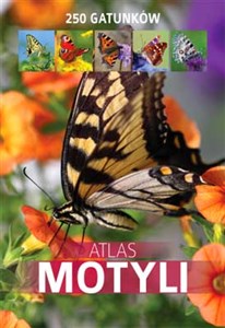Obrazek Atlas motyli 250 gatunków