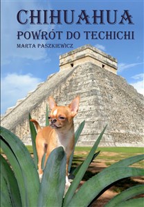 Obrazek Chihuahua powrót do techichi