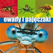 Zobacz : Owady i pa... - Michał Grabowski, Radomir Jaskuła, Krzysztof Pabis