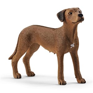 Bild von Rhodesian ridgeback SLH13895