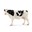 Bild von Krowa rasy Holstein SLH13797