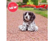 Zobacz : Szczeniak ...