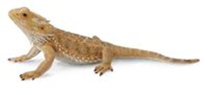 Bild von Jaszczurka Pogona Smok Brodaty