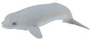 Bild von Wieloryb Beluga młode (morskie - M)