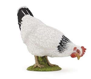 Bild von Kura biała dziobiąca